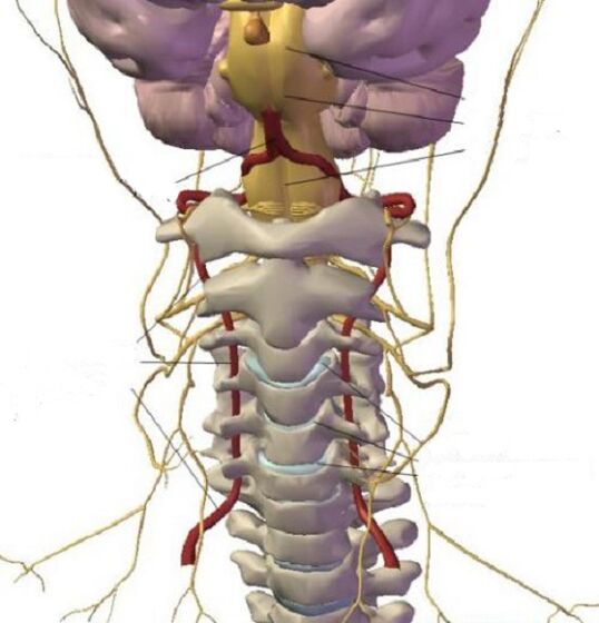 Ọdịdị nke mpaghara cervical